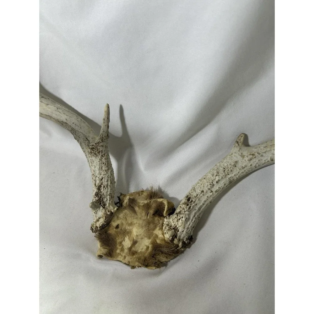 8 Point GA Whitetail Deer Antlers Horn Mount Rack skull plate Cabin Lodge Decor